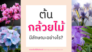 ต้นกล้วยไม้