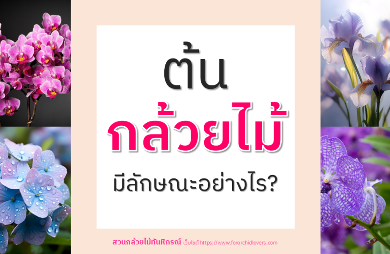 ต้นกล้วยไม้